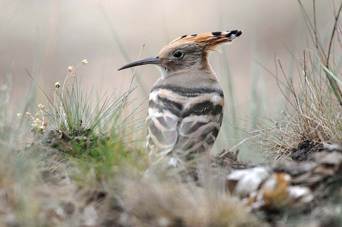 Vogel Wiedehof im Wildnisgebiet Königsbrücker Heide