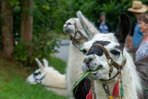 Weiße Lamas mit einem Geschirr schauen in die Kamera. In Pobershau kann man mit Lamas wandern. 