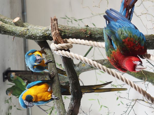 Blaukehlara und Jamaikaamazonen in den Voliere von Amazonien