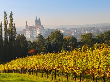 Blick auf die Albrechtsburg vom Weinberg mit zahlreichen Weinreben die sich herbstlich färben