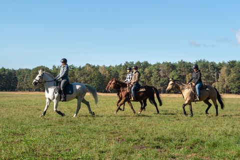 Vier Reiterinnen sitzen auf Pferden und reiten über die Wiesen bei Schleife. 