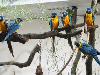 Blaukehlaras – die ersten Bewohner in Amazonien