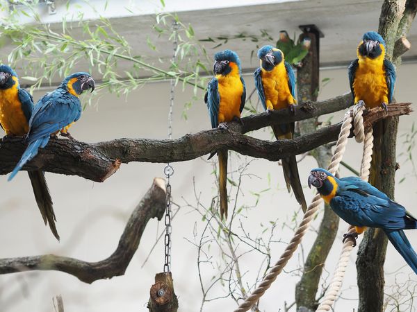 Blaukehlaras – die ersten Bewohner in Amazonien