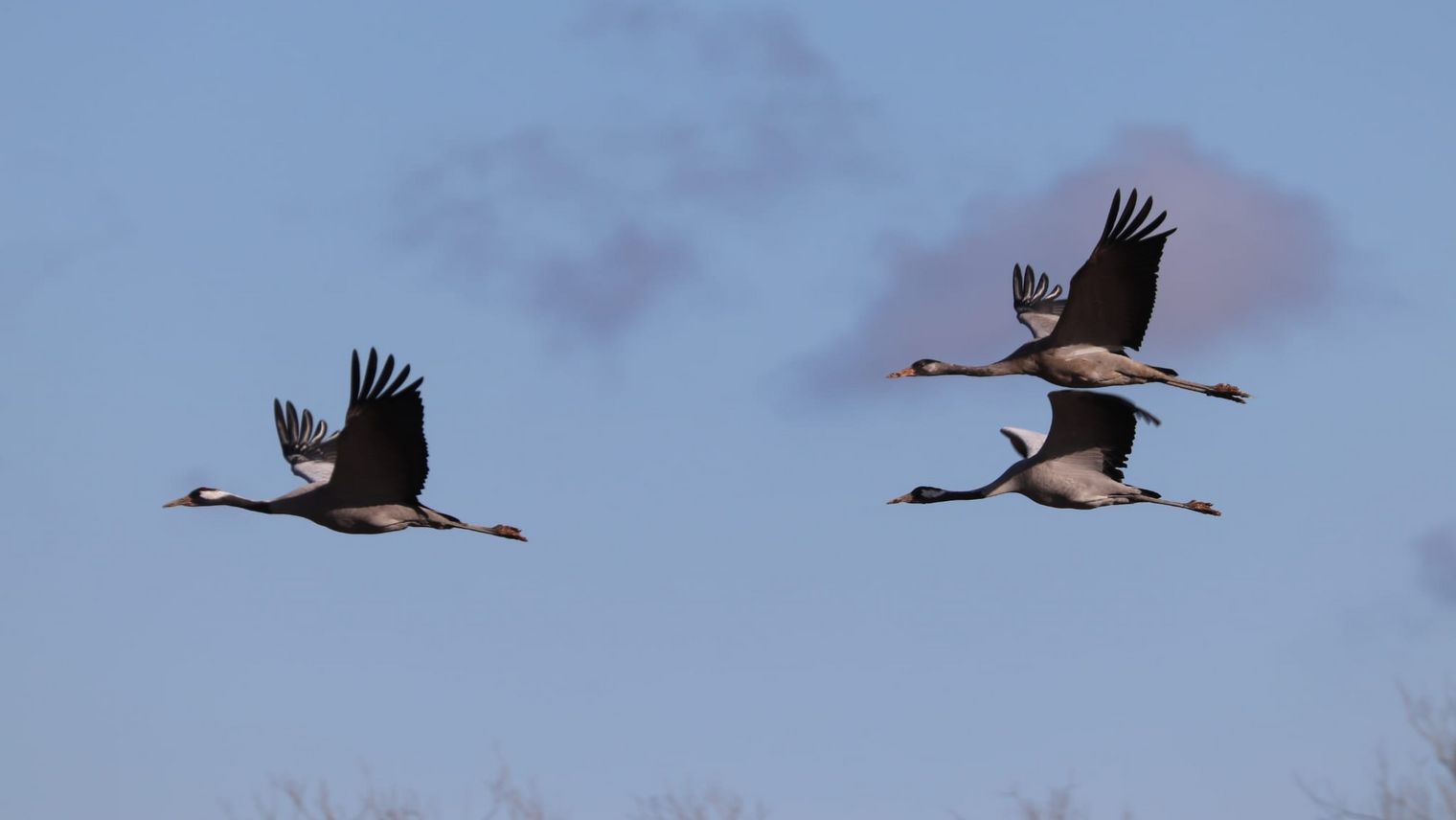 Fliegende Kraniche im Naturpark Dübener Heide