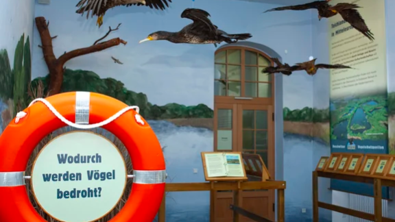 Rettungsring und Vogelattrappen in Ausstellung