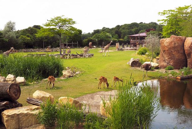 Blick in die Kiwara-Savanne im Zoo Leipzig. Hier leben verschiedene afrikanische Tierarten. 