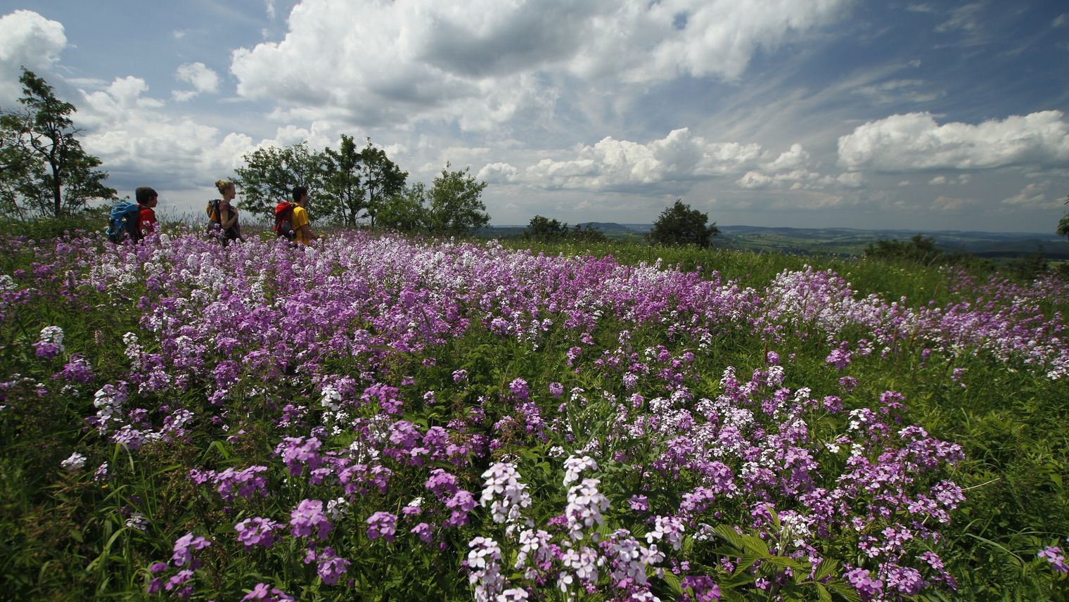 Blumenwiese auf dem Qualitätswanderweg Erzgebirge-Vogtland