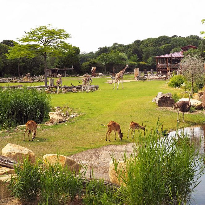 Zoo Leipzig Kiwara Savanne