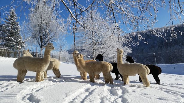 Eine Herde Alpakas steht im verschneiten Winterwald