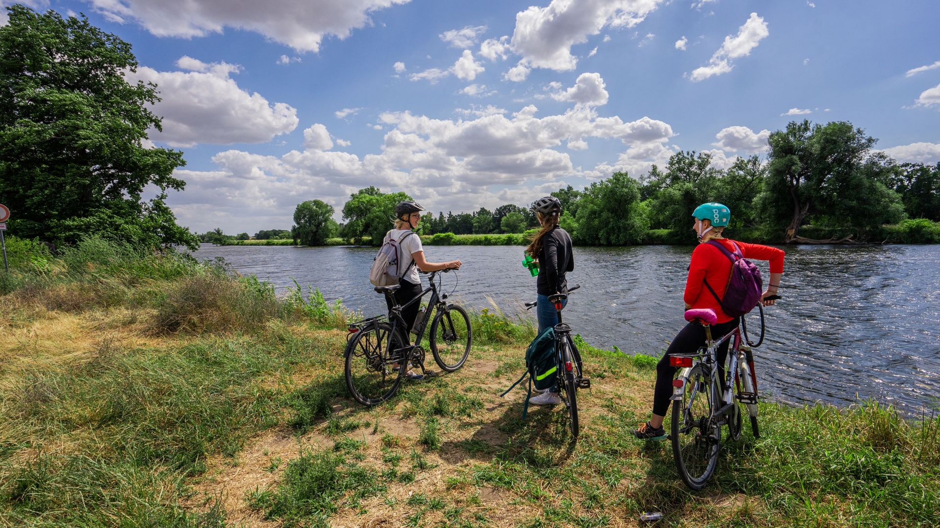 Wurzen am Ufer des Mulderadwegs