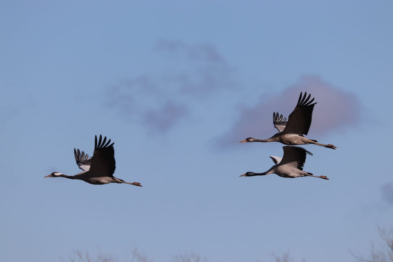 Fliegende Kraniche im Naturpark Dübener Heide