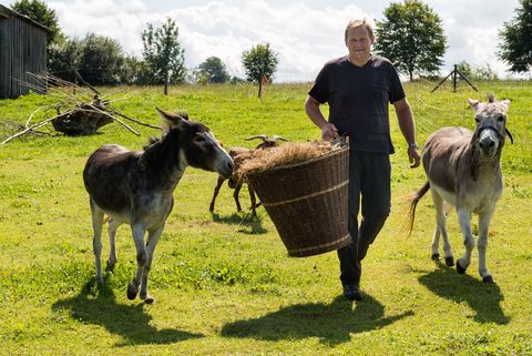 Ein Mann mit einem Korb voll Heu läuft auf einer Weide neben Ziegen. Sie sind im Tierpark in Höckendorf.