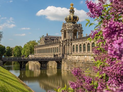 Im Vordergrund sind Blüten eines Flieders und im Hintergrund der Dresdner Zwinger.