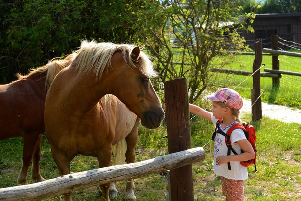 Ein Mädchen mit einem Basecap füttert ein Pferd, das hinter einem Zaun im Tierpark Höckendorf steht. 