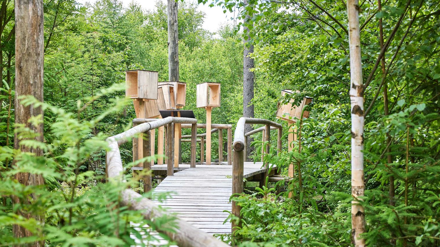 Holzbohlensteg im grünen, bewachsenen Wald