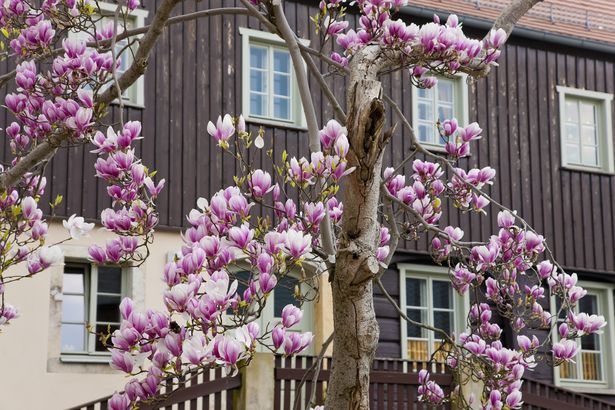 Ein Haus steht in Hinterhermsdorf. Am Zaun davor wächst ein Baum, der lila-weiß blüht. 