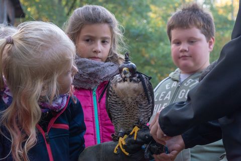 Kinder schauen einen Vogel auf der Hand eines Falkners genauer an. 