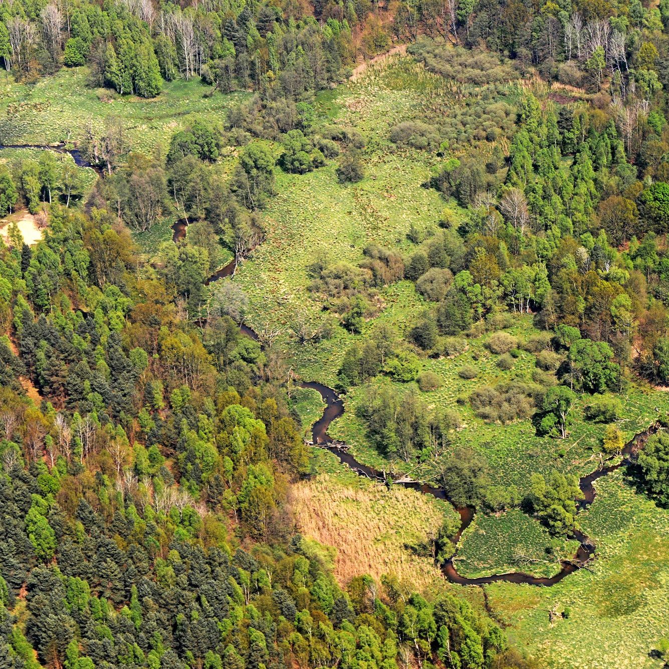 Luftbild einer grünen Auenlandschaft im Wildnisgebiet Königsbrücker Heide