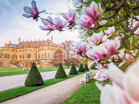 Palais Dresden mit Magnolien im Vordergrund
