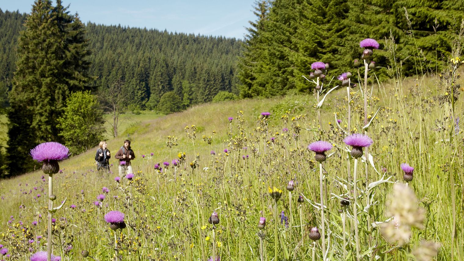 Bergwiese im Naturpark Erzgebirge/Vogtland