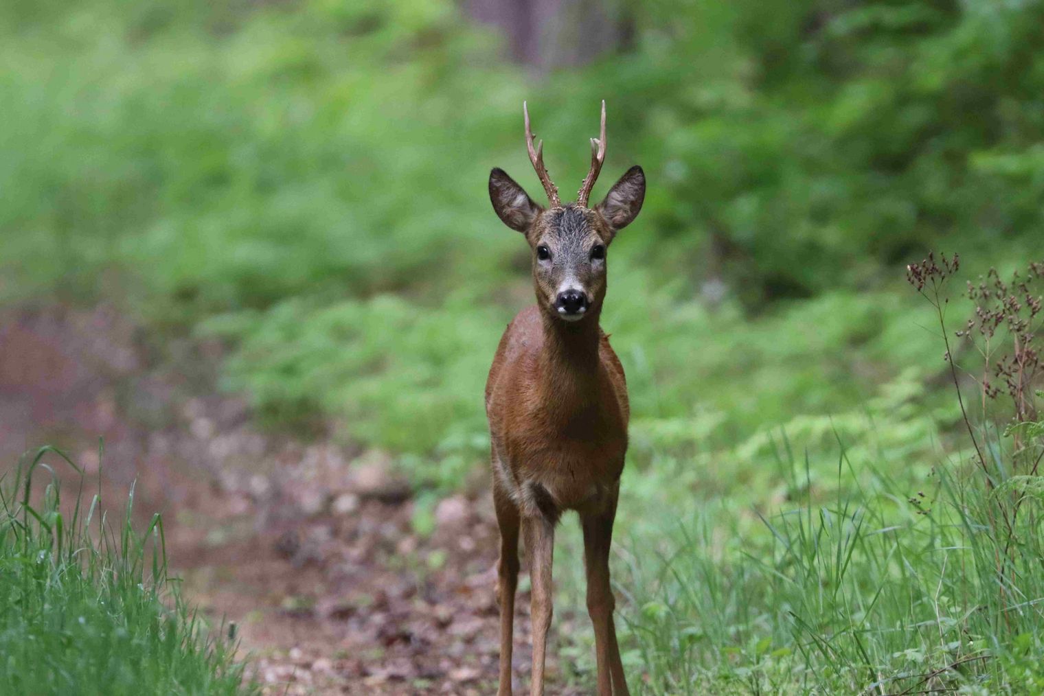 Rehbock im Wald des Naturpark Dübener Heide