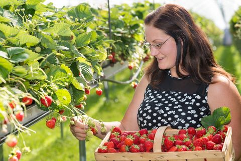 Eine Frau läuft durch eine Erdbeerplantage in Blankenhain. Sie hat schon einige in ihrem Korb gesammelt. 