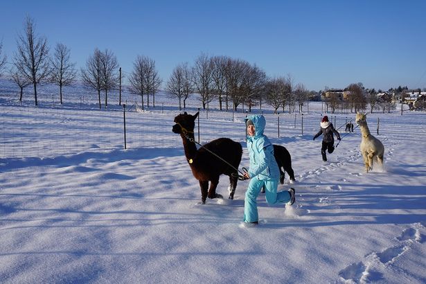 Kinder rennen gemeinsam mit Alpakas durch den Schnee