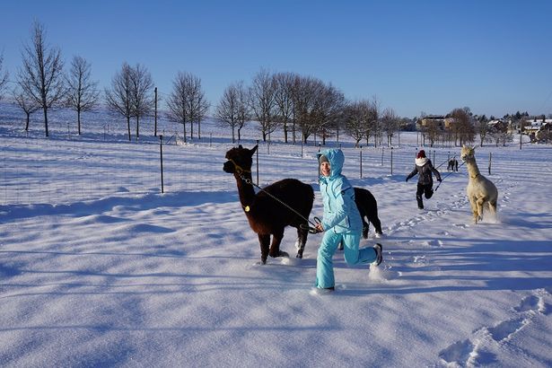 Kinder rennen gemeinsam mit Alpakas durch den Schnee