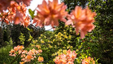Blick durch blühende Rhododendren und grüne Bäume im Rhododendronpark Kamenz / View through blooming rhododendrons and green trees in Rhododendronpark Kamenz