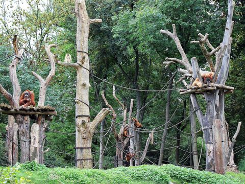 Die Orang Utans des Zoos Leipzig sitzen in der Außenanlage. 
