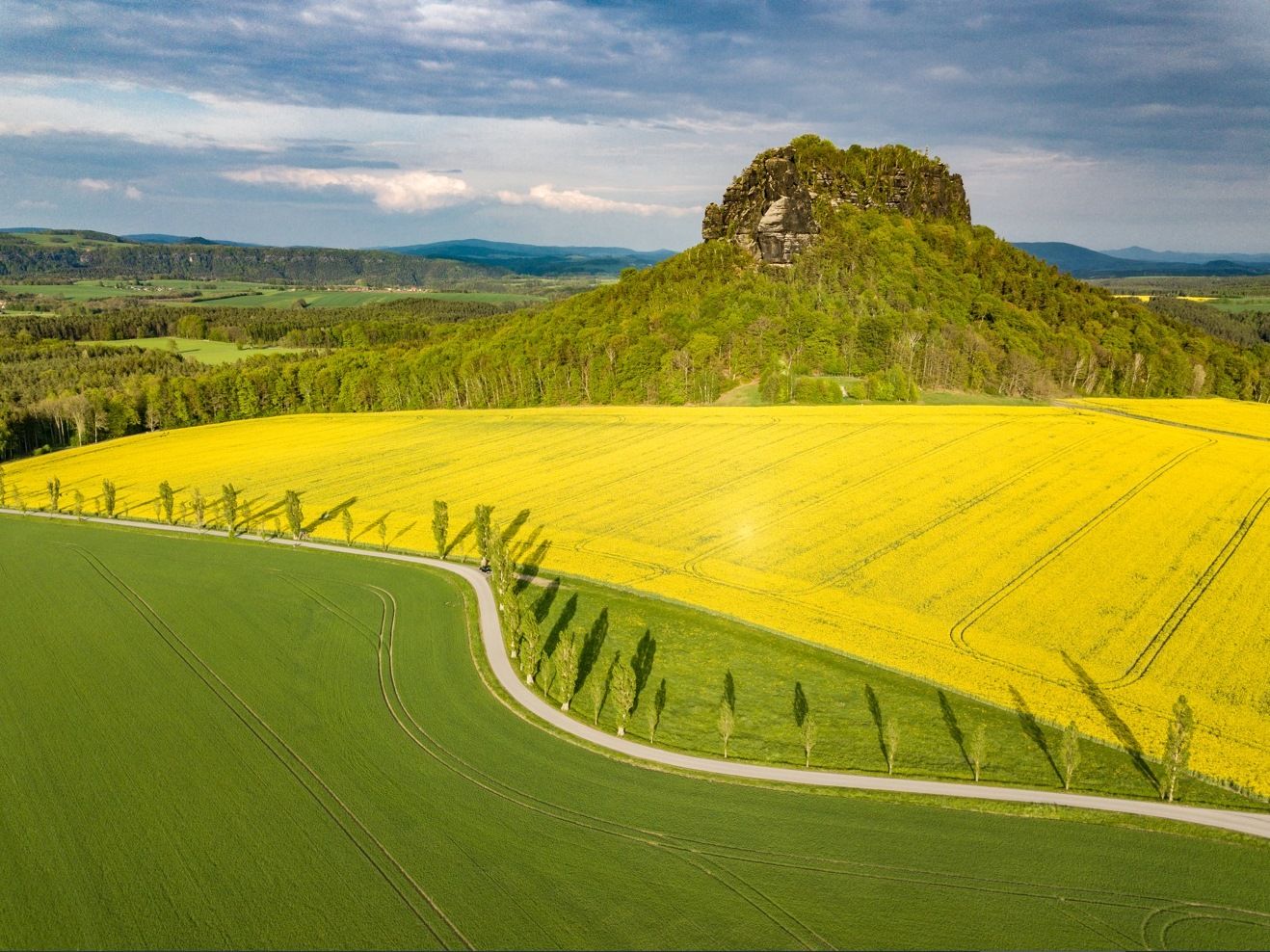 Lilienstein vor Rapsfeldern in der Sächsischen Schweiz