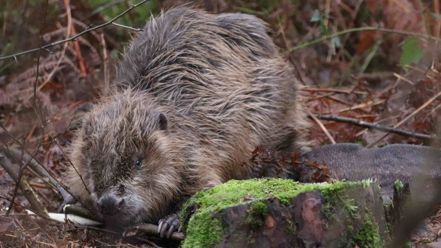 Biber im Naturpark Dübener Heide