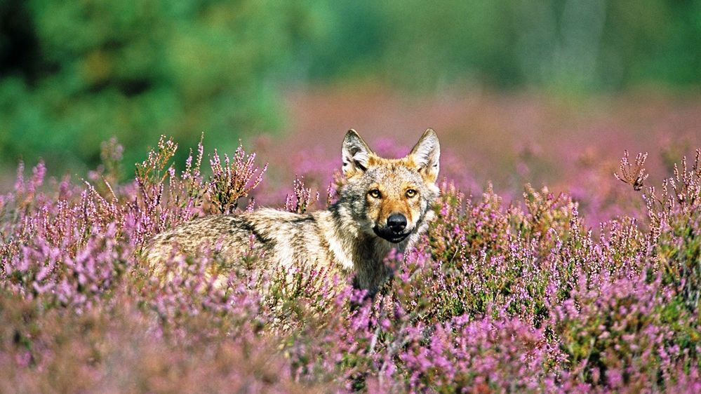 Wolf im Wildnisgebiet Königsbrücker Heide