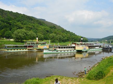 Der historische Schaufelraddampfer "Pillnitz" fährt auf der Elbe vorbei an grünen Ufern.