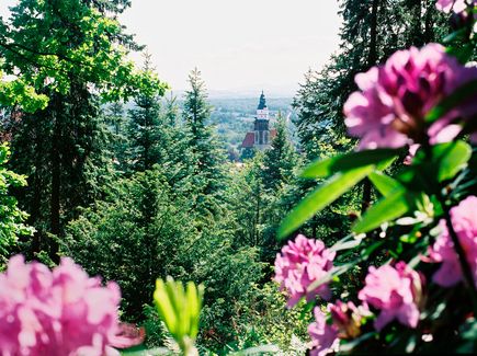 Grüne Landschaft mit Rhododendronblüte