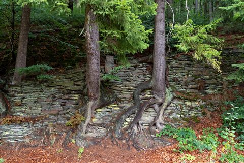 Mehrere Bäume sind in einer Mauer eingewachsen. Sie stehen im Schwarzwassertal bei Pobershau. 