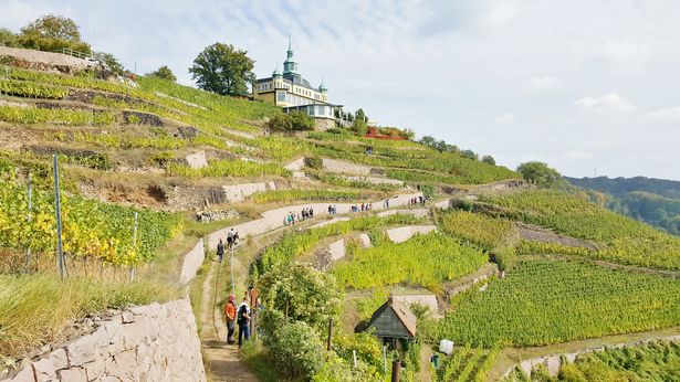 Ein Weg führt durch einen Weinberg. Spaziergänger laufen auf dem Weg und betrachten die grünen Weinreben.