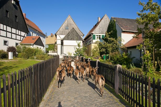 Braune Ziegen laufen auf einem Weg zwischen Fachwerkhäusern durch ein Dorf. 