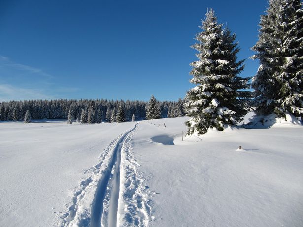 Leere Langlaufloipe führt durch den verschneiten Winterwald
