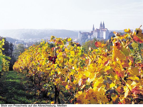 Im Vordergrund stehen Weinreben mit gelben Blättern. Im Hintergrund befindet sich die Albrechtsburg Meißen mit ihren hohen Türmen. 
