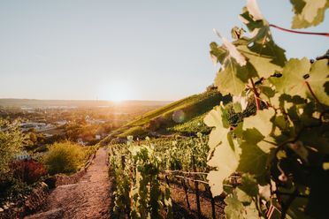 Sächsischer Weinwanderweg, Blick in die Weinberge