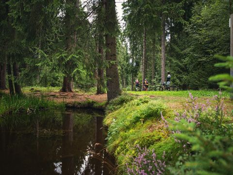 Eine Gruppe Mountainbiker fährt im Wald an einem Bach entlang.