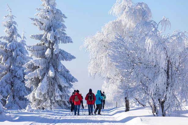 Eine Gruppe Wanderer in einem Winterwald